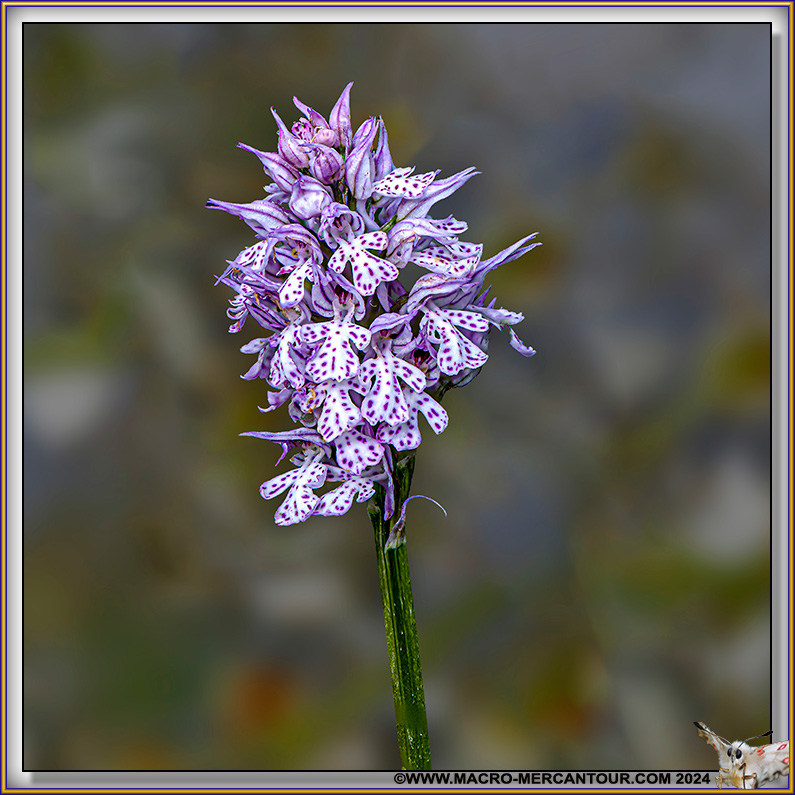 Orchis tridenté